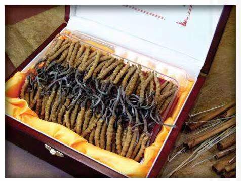 安乡冬虫夏草回收